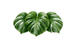 Three glossy green monstera leaves on the Urban Kanaka Accessibility Statement page