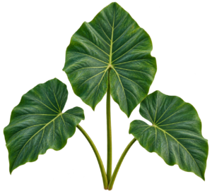 Three lush green kalo leaves displayed against a light background.